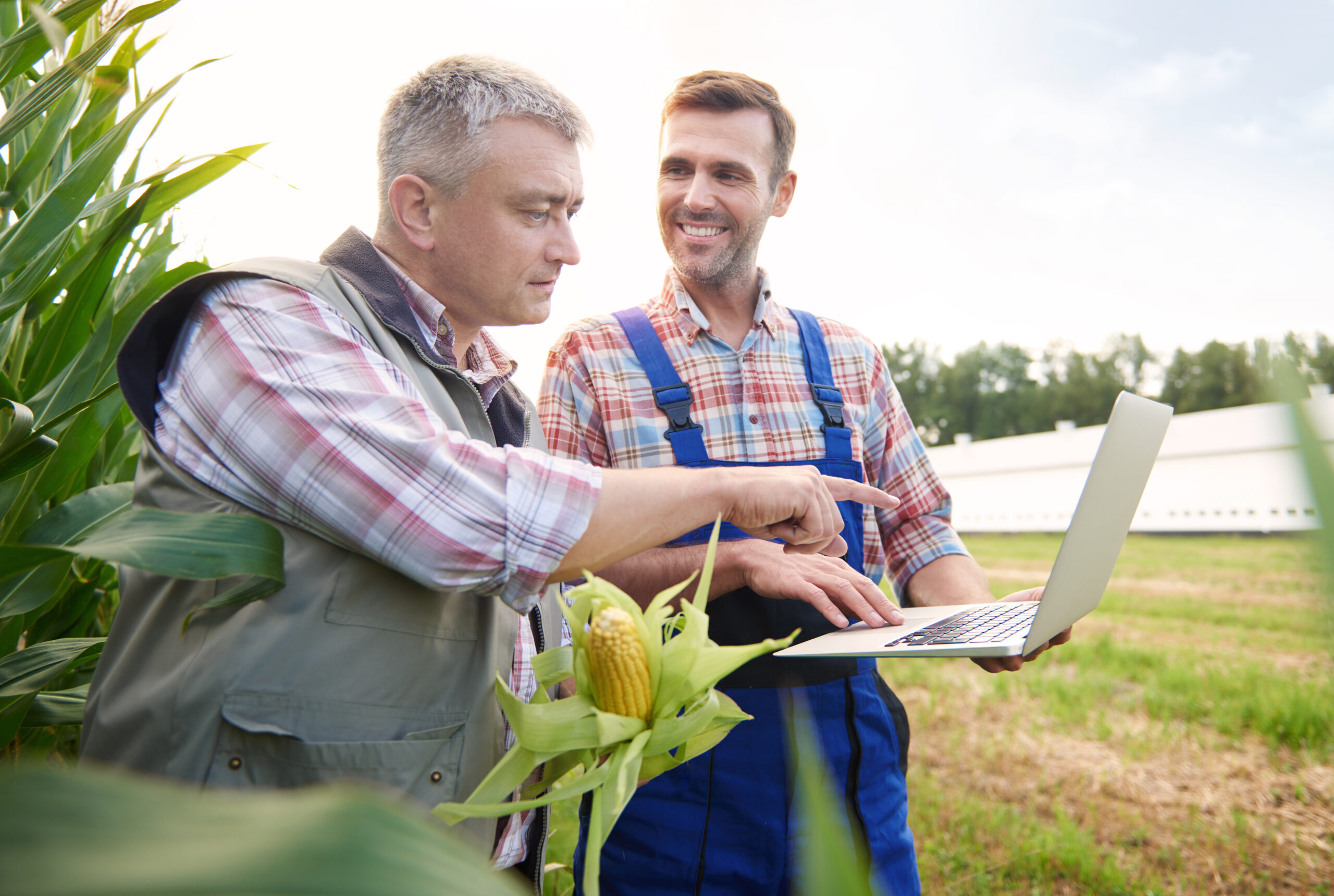 Crop plant examined by two farmers